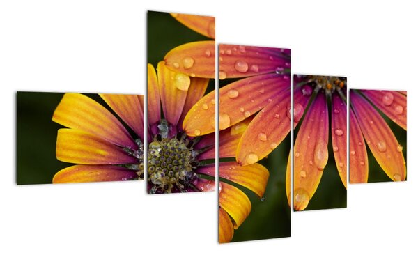 Obraz květin (150x85cm)