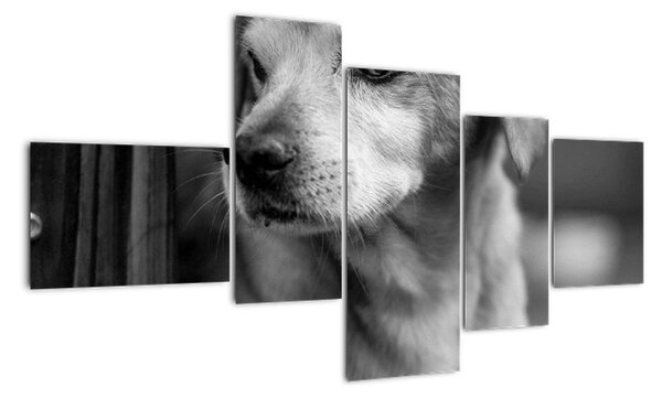 Černobílý obraz psa (150x85cm)