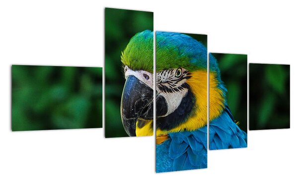 Obraz papouška (150x85cm)