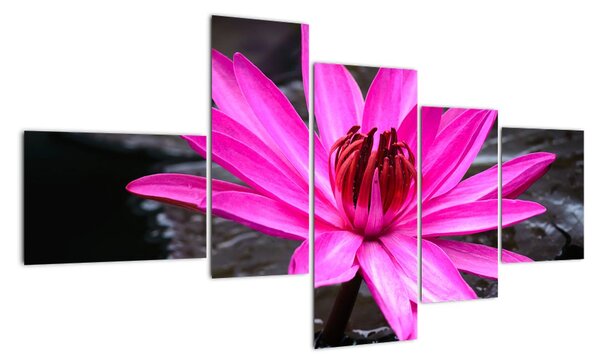 Obraz s detailem květu (150x85cm)