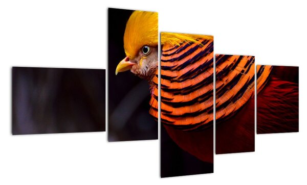 Obraz ptáka (150x85cm)