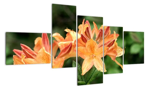 Oranžové květiny (150x85cm)