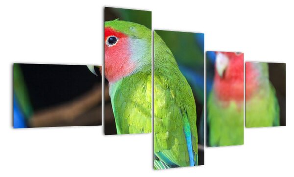 Papoušci - obraz (150x85cm)