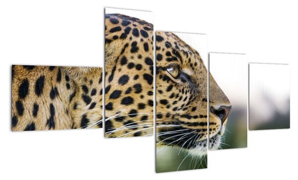 Leopard - obraz (150x85cm)