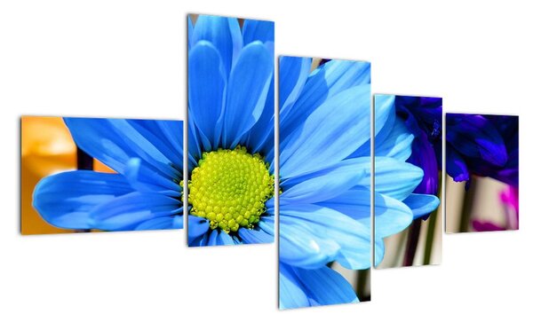 Modrá chryzantéma - obrazy (150x85cm)