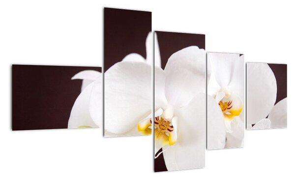 Orchidej - obraz (150x85cm)