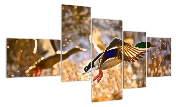 Letící kachny - obraz (150x85cm)