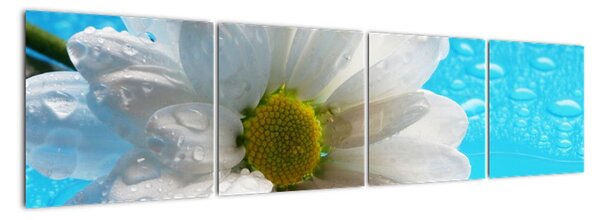 Obraz květu kopretiny (160x40cm)