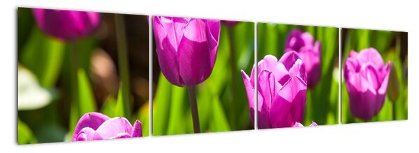 Obraz kvetoucích tulipánů (160x40cm)