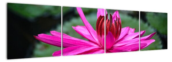 Obraz květu (160x40cm)