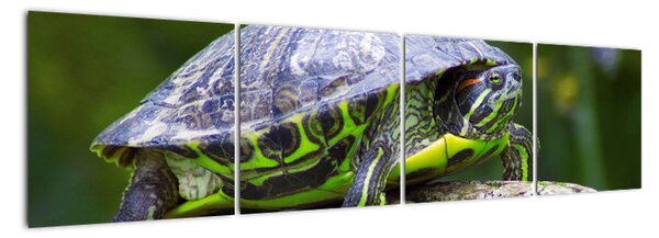 Suchozemská želva - obraz (160x40cm)