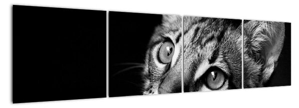 Obraz kočky (160x40cm)