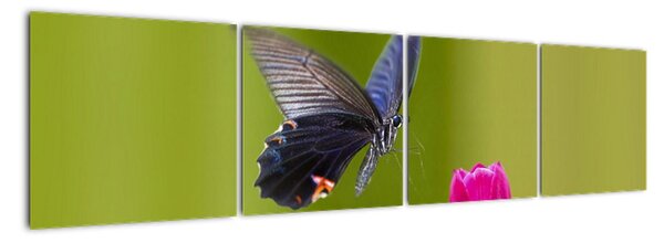 Motýl - obraz (160x40cm)