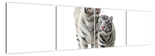 Tygr bílý - obraz (160x40cm)