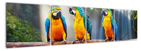 Obraz - papoušci (160x40cm)