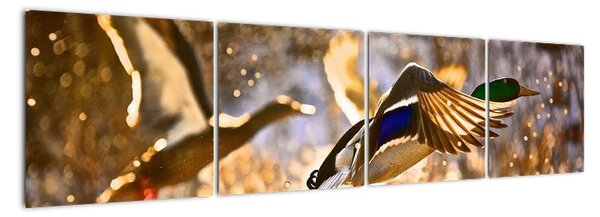 Letící kachny - obraz (160x40cm)