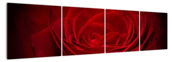 Makro růže - obraz (160x40cm)