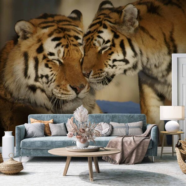 Fototapeta Láska k přírodě - pár citlivých tygrů na rozmazaném pozadí