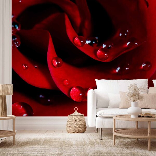Fototapeta Červená růže a kapky rosy - přírodní rostlinný motiv s růžovým květem