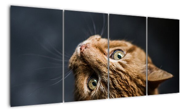 Moderní obraz kočky (160x80cm)