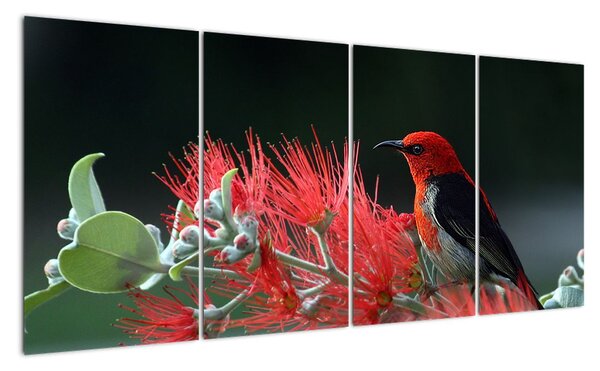 Obraz ptáků - červená (160x80cm)