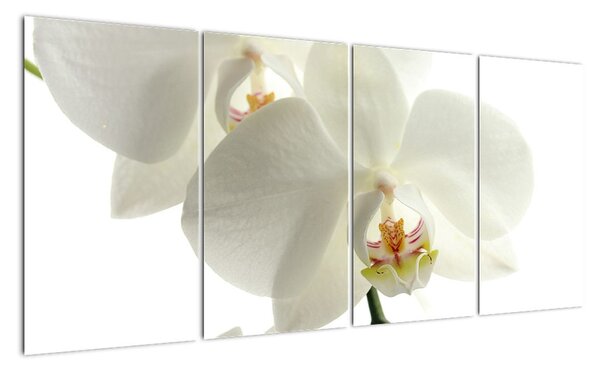 Obraz orchideje (160x80cm)