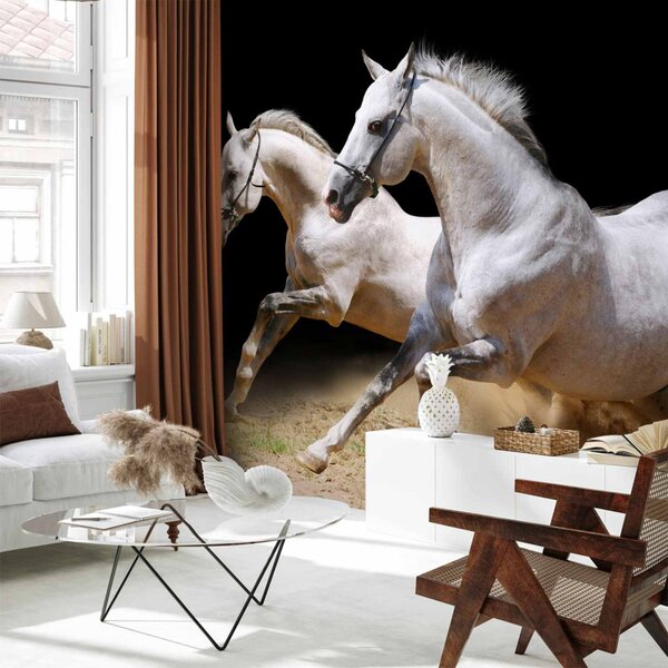 Fototapeta Klidný klus kladrubských koní - bílí koně na písku, černé pozadí