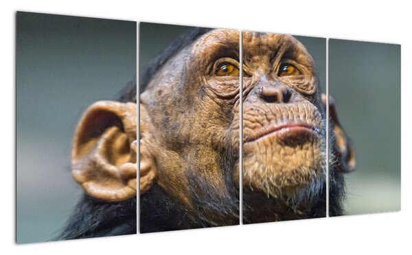 Opice - obrazy (160x80cm)