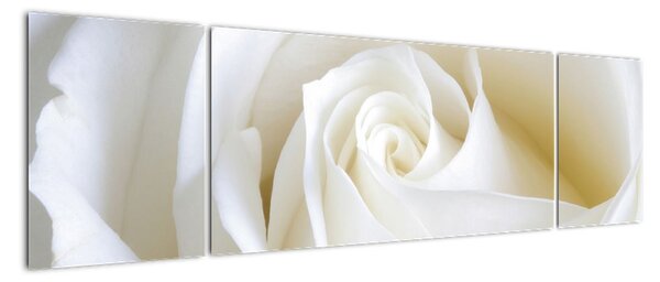 Obraz bílé růže (170x50cm)