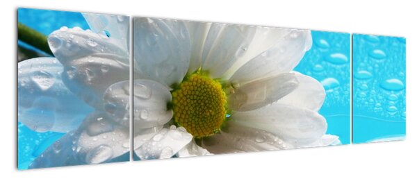 Obraz květu kopretiny (170x50cm)