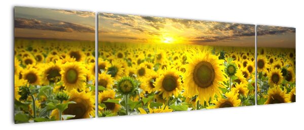 Obraz slunečnic (170x50cm)
