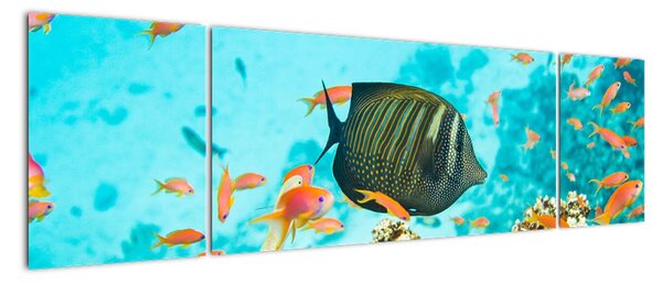 Obraz ryb v akvárii (170x50cm)