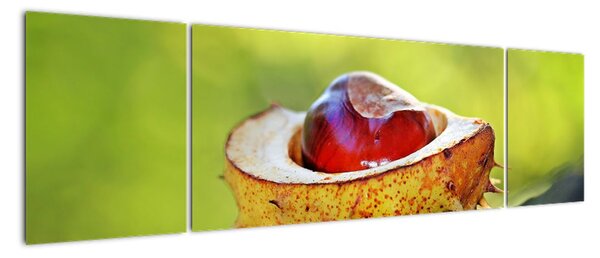 Obraz kaštanu (170x50cm)