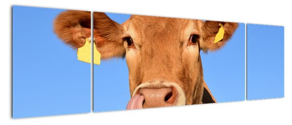 Obraz krávy (170x50cm)