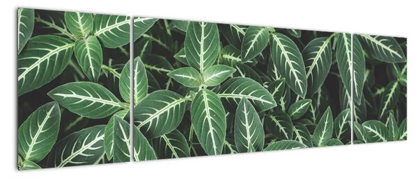 Obraz - příroda (170x50cm)
