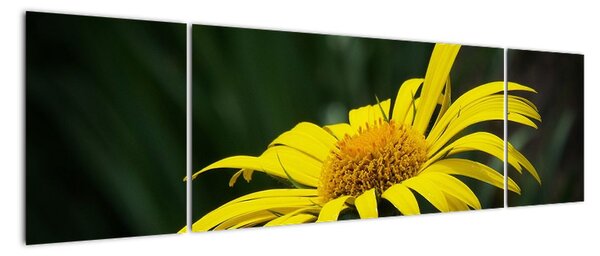 Obraz žlutého květu (170x50cm)