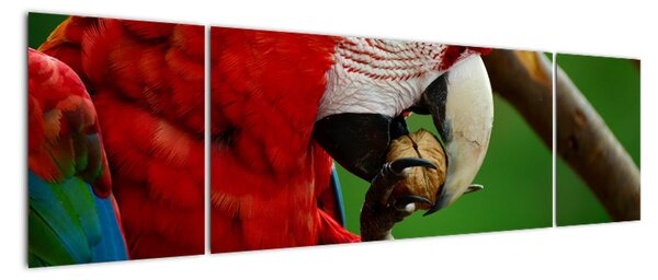 Obraz papouška (170x50cm)