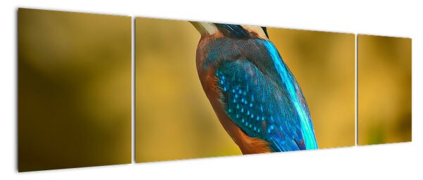 Obraz - barevný pták (170x50cm)