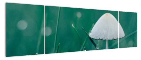 Obraz houby v trávě (170x50cm)