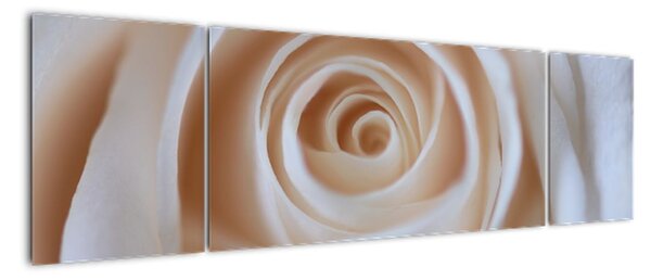Obraz růže (170x50cm)