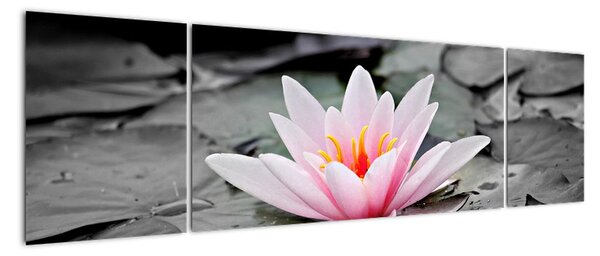 Obraz kvetoucího leknínu (170x50cm)