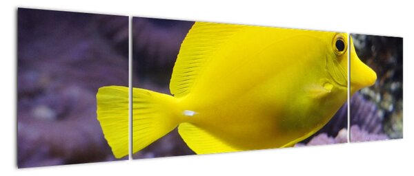 Obraz - žluté ryby (170x50cm)