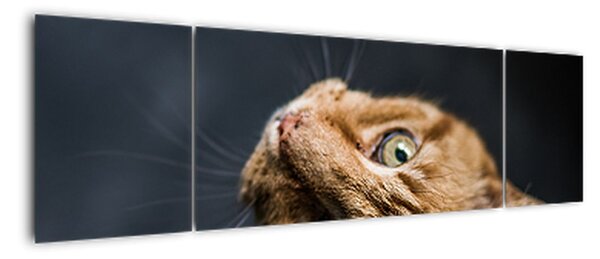 Moderní obraz kočky (170x50cm)