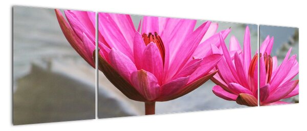 Obraz dvou květů (170x50cm)