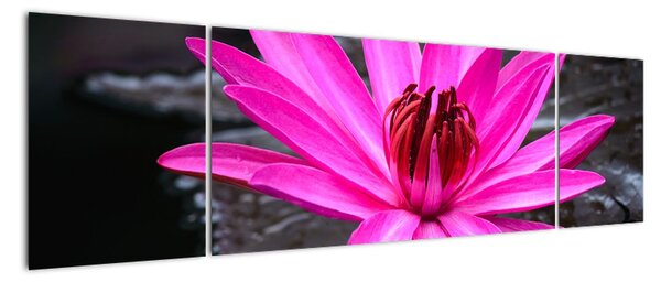 Obraz s detailem květu (170x50cm)