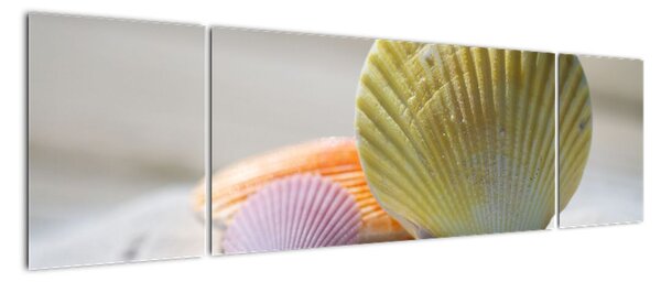 Obraz s mušlemi (170x50cm)