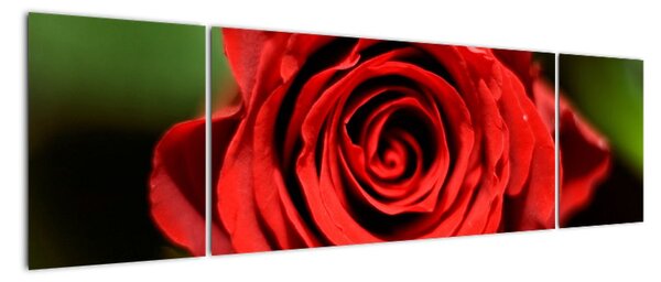Obrázek růže (170x50cm)