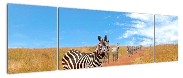 Zebra na cestě - obraz (170x50cm)