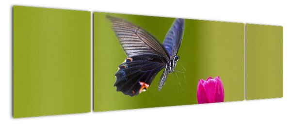 Motýl - obraz (170x50cm)