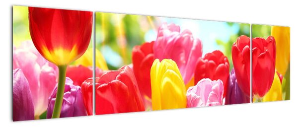 Tulipány - obraz (170x50cm)